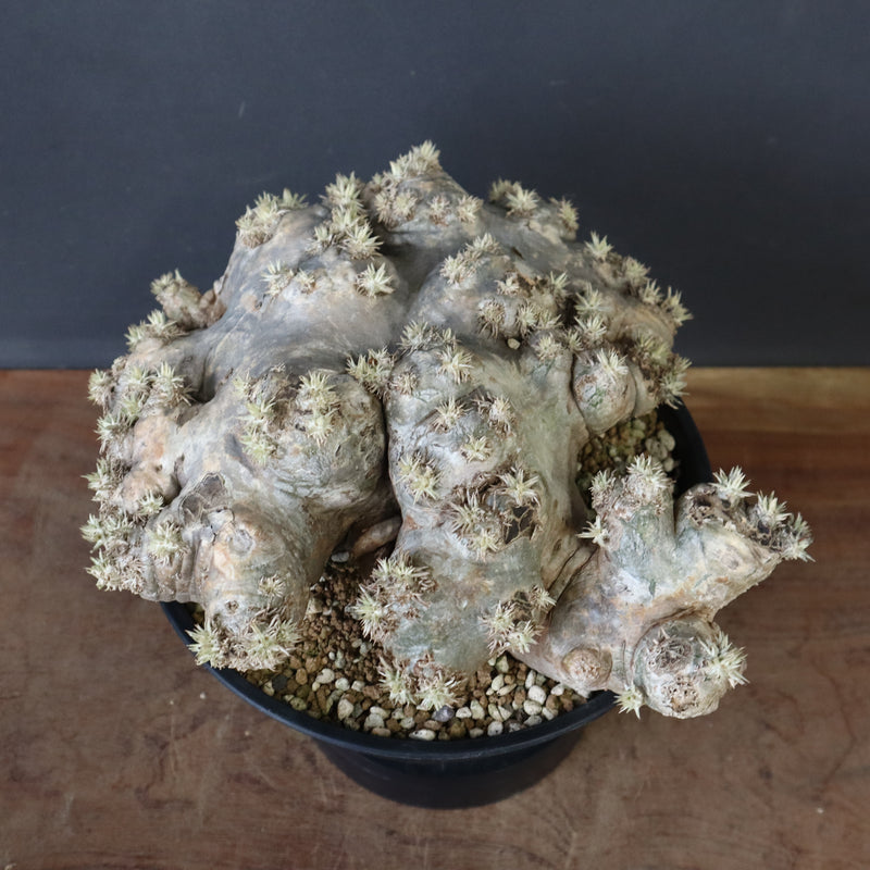 P.ブレビカウレ（恵比寿笑い）3