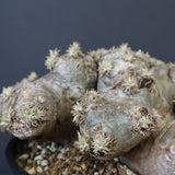 P.ブレビカウレ（恵比寿笑い）3