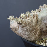 P.ブレビカウレ（恵比寿笑い）3