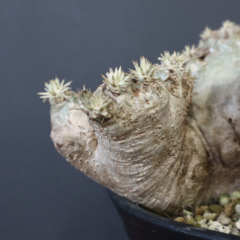 P.ブレビカウレ（恵比寿笑い）3