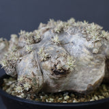 P.ブレビカウレ（恵比寿笑い）3