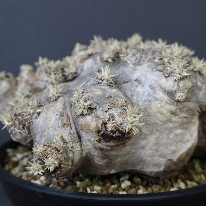 P.ブレビカウレ（恵比寿笑い）3