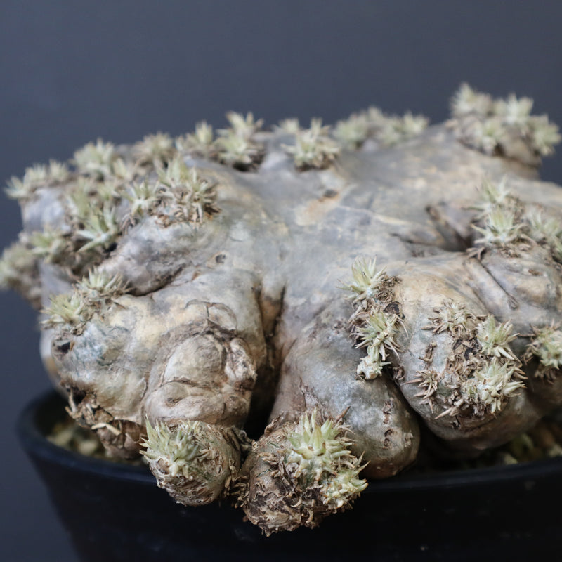 P.ブレビカウレ（恵比寿笑い）3