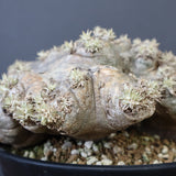 P.ブレビカウレ（恵比寿笑い）3