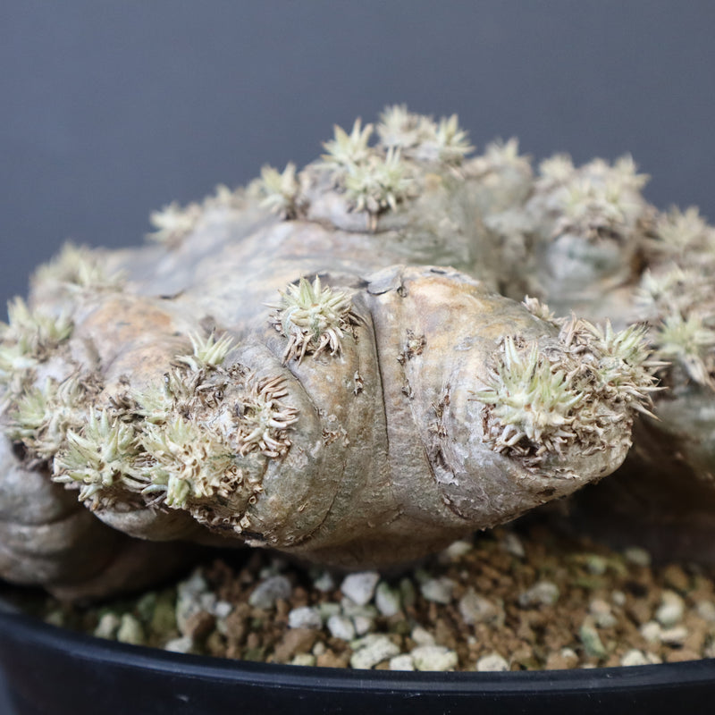 P.ブレビカウレ（恵比寿笑い）3