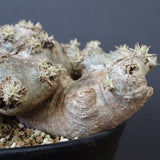 P.ブレビカウレ（恵比寿笑い）3