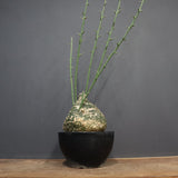 A.グロボーサ 10