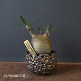 【雷土陶器鉢】P.グラキリス 787【綴化】