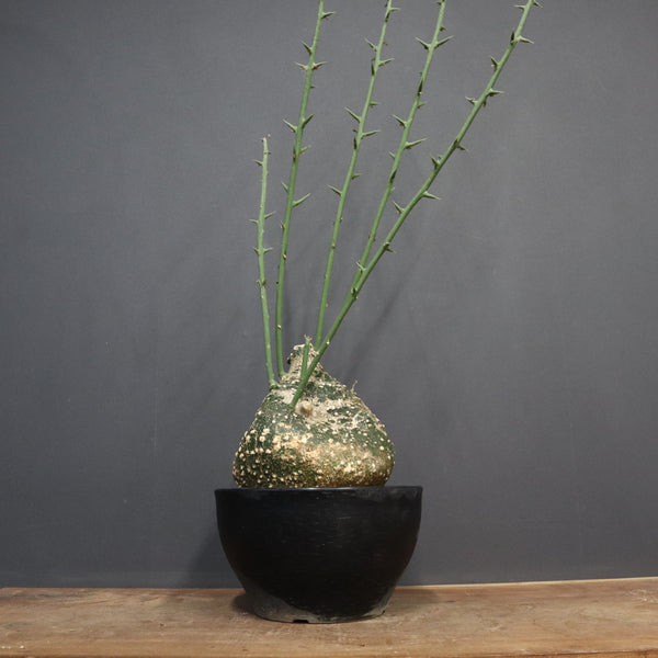 A.グロボーサ 10