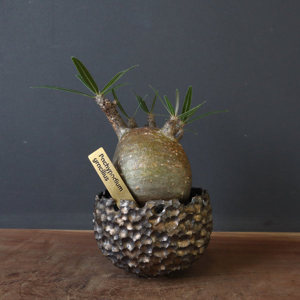 IMG_3648_9c8b5449-f203-42d6-