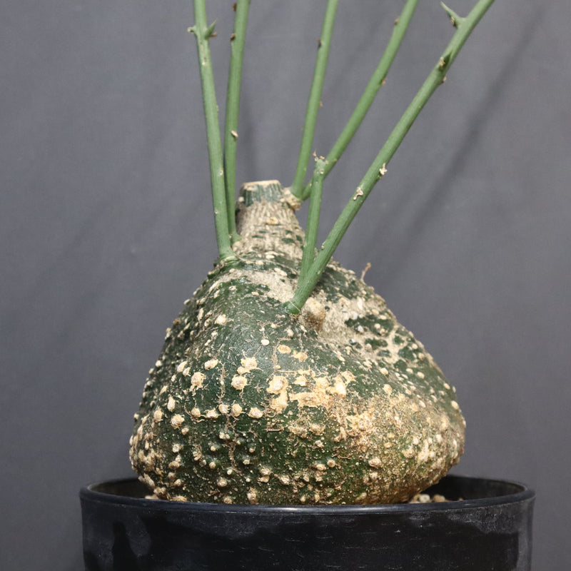 A.グロボーサ 10