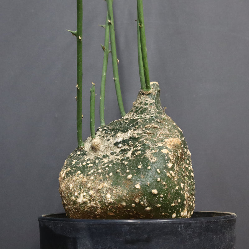 A.グロボーサ 10