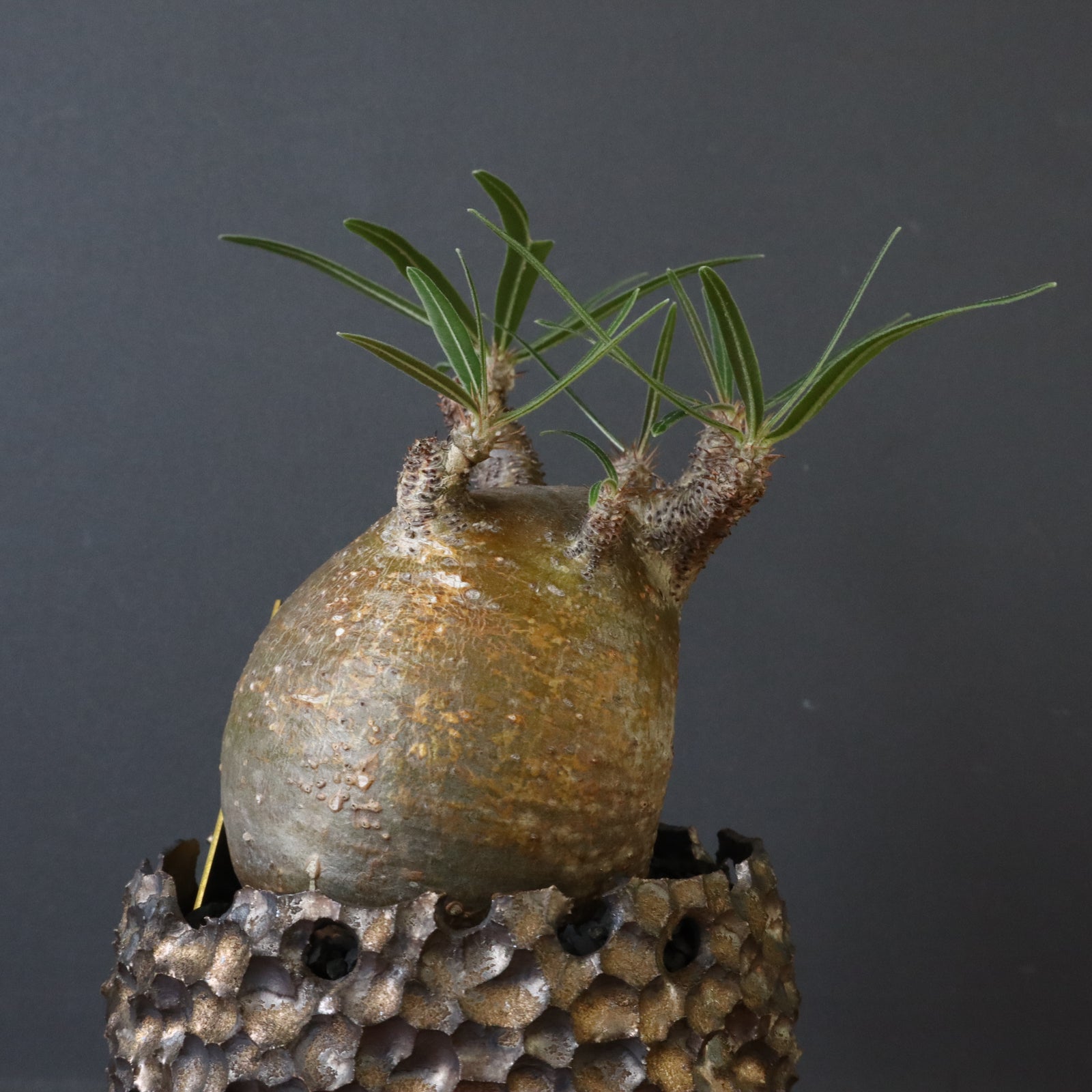 雷土陶器鉢】P.グラキリス 787【綴化】 – TaiShoDo ONLINE SHOP