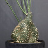 A.グロボーサ 10