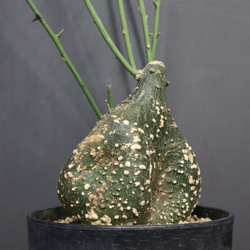 A.グロボーサ 10