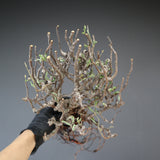 【ベアルート】S.メリディオナリス 101