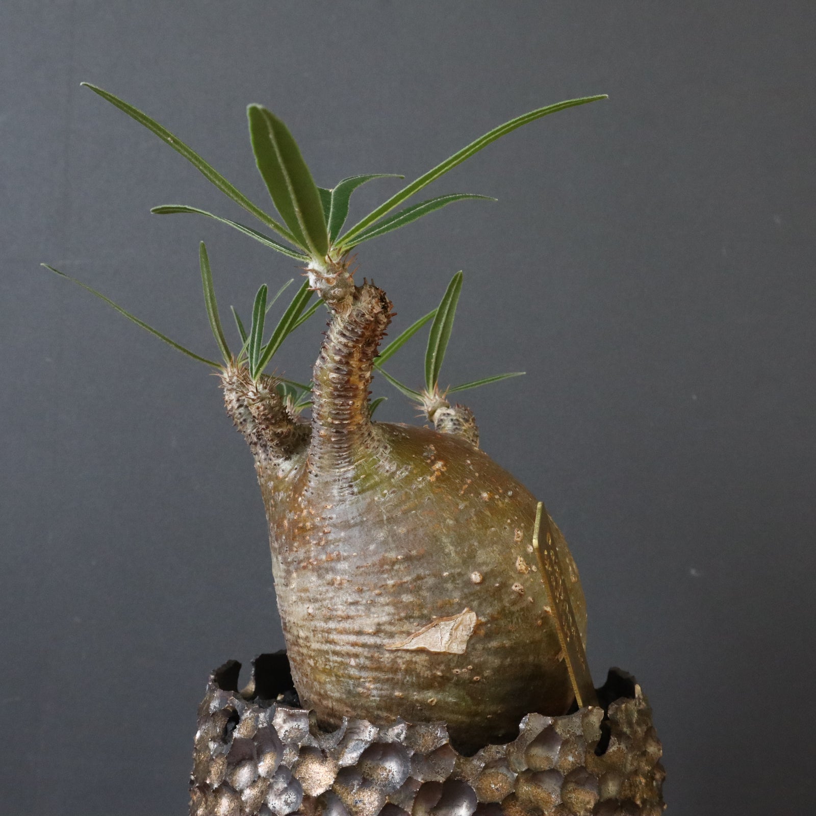 雷土陶器鉢】P.グラキリス 787【綴化】 – TaiShoDo ONLINE SHOP