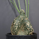 A.グロボーサ 10