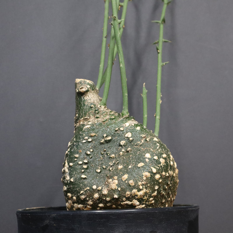 A.グロボーサ 10