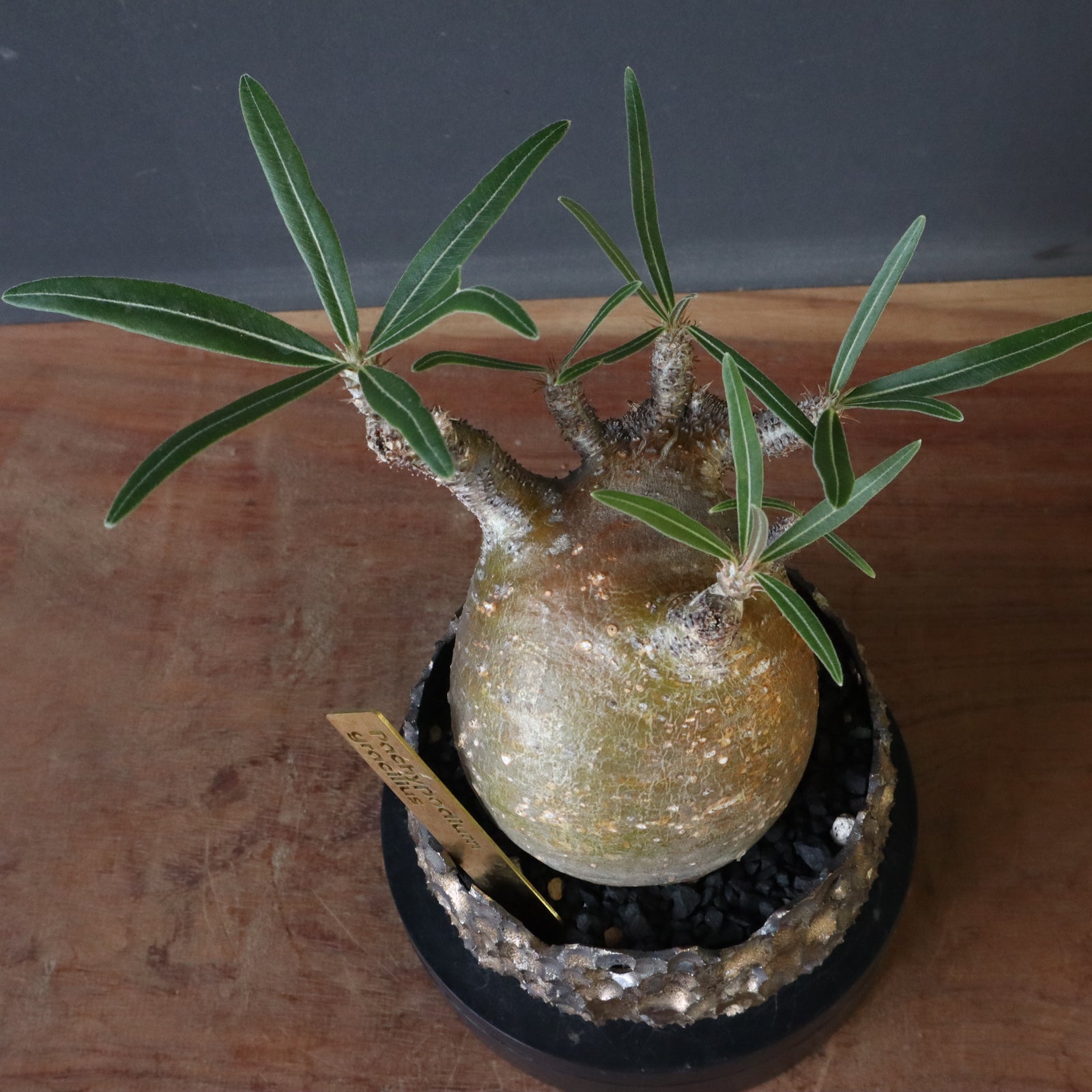 雷土陶器鉢】P.グラキリス 787【綴化】 – TaiShoDo ONLINE SHOP