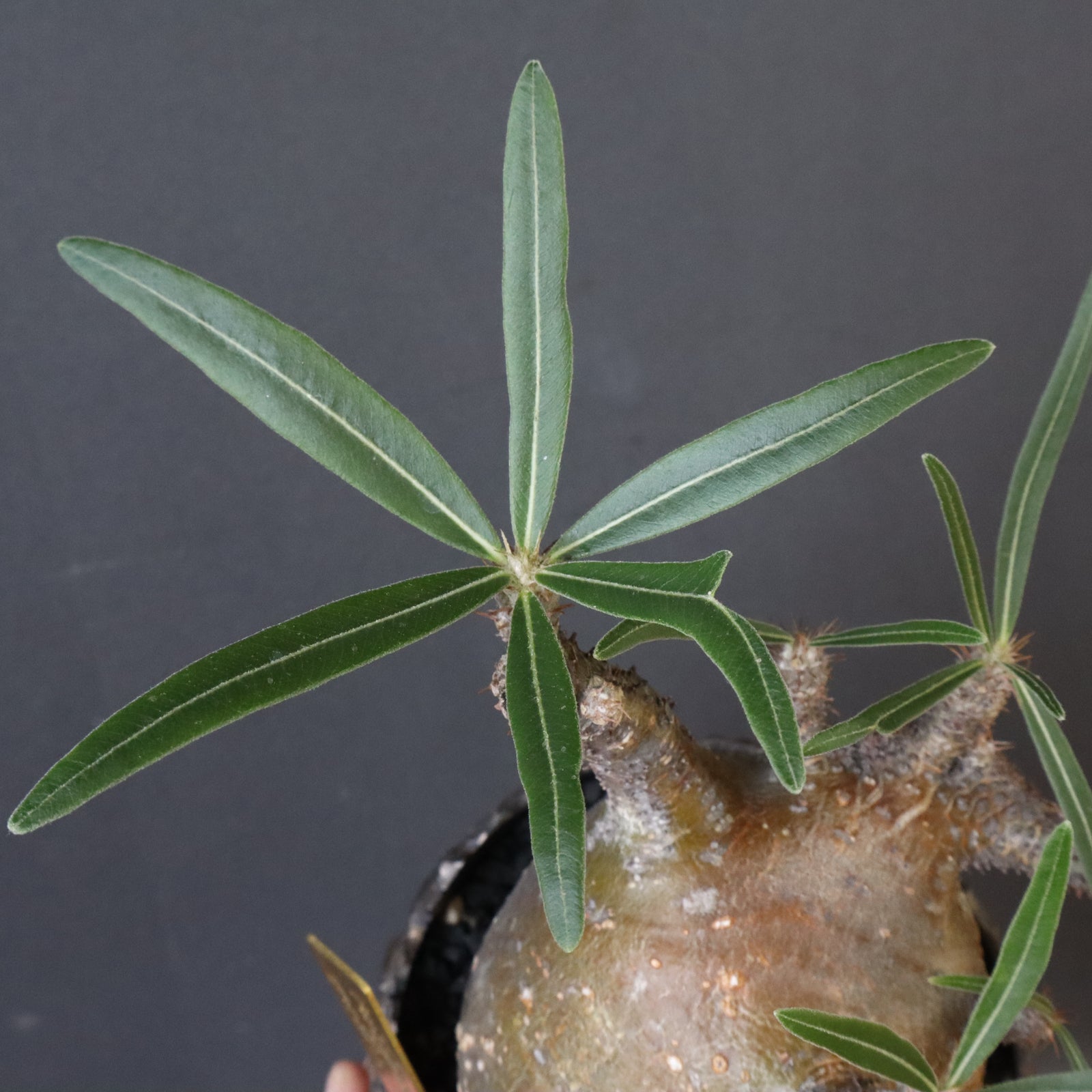 かおるグラキリス　陶器鉢付き 陶植 グラキリス S | 多肉植物・特別な鉢の販売 | トーキー | TOKY