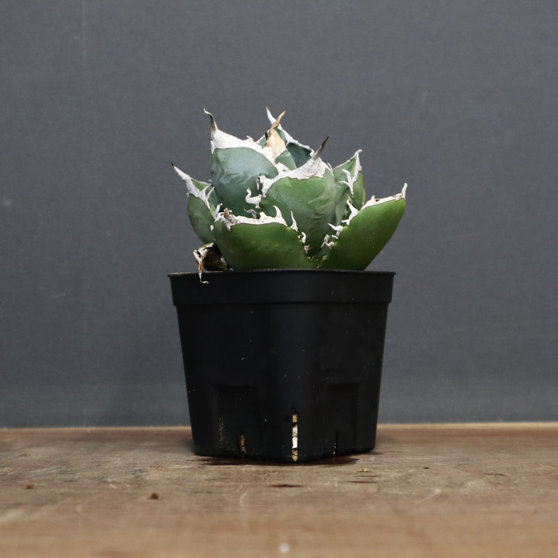 アガベ　SAD アガベ SAD EC763 – TaiShoDo ONLINE SHOP