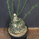 A.グロボーサ 10