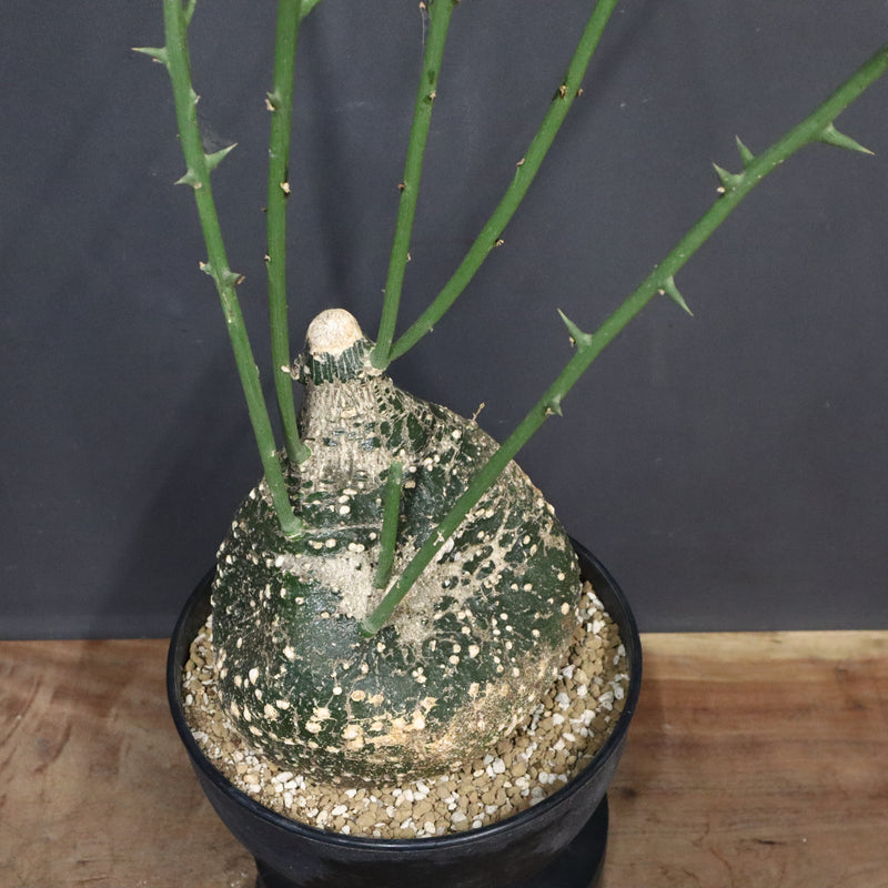 A.グロボーサ 10