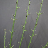 A.グロボーサ 10