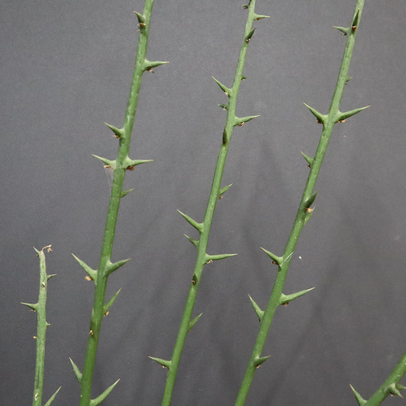 A.グロボーサ 10