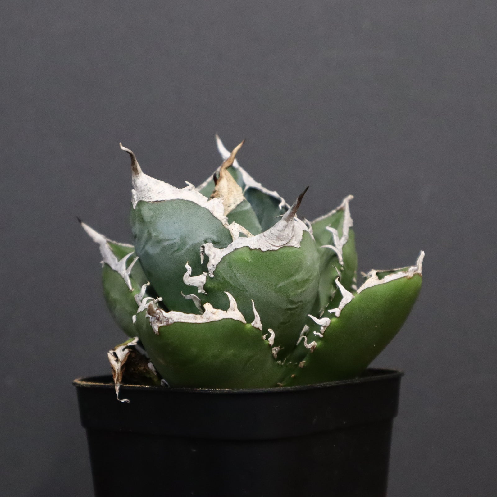 アガベ SAD 図鑑 – アガベ チタノタ 南アフリカダイヤモンド(SAD) – 品種