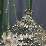 A.グロボーサ 10