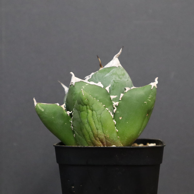 アガベ SAD EC763 – TaiShoDo ONLINE SHOP