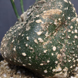 A.グロボーサ 10