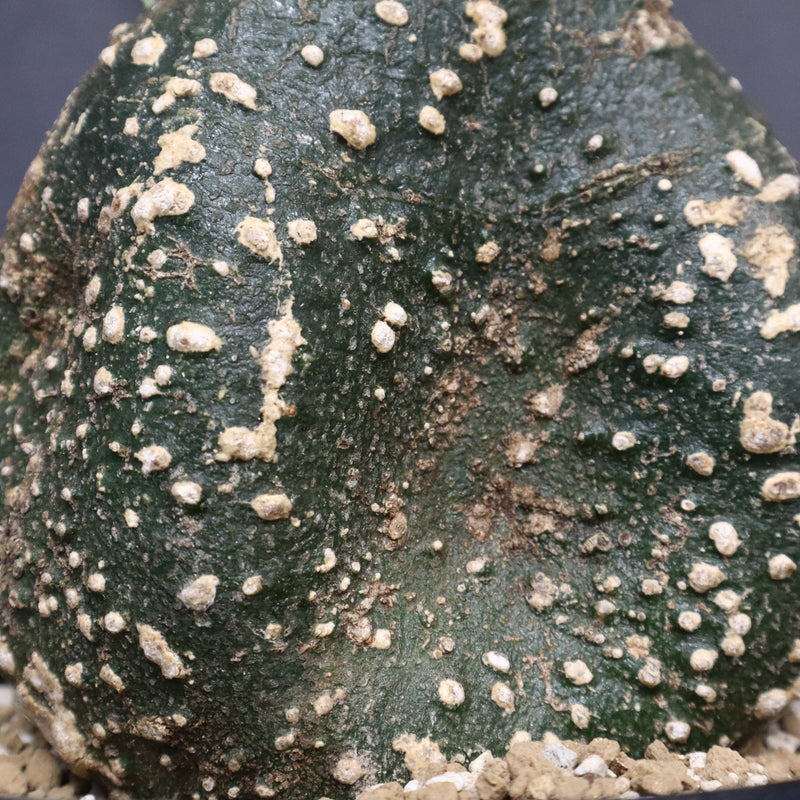 A.グロボーサ 10