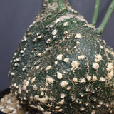 A.グロボーサ 10