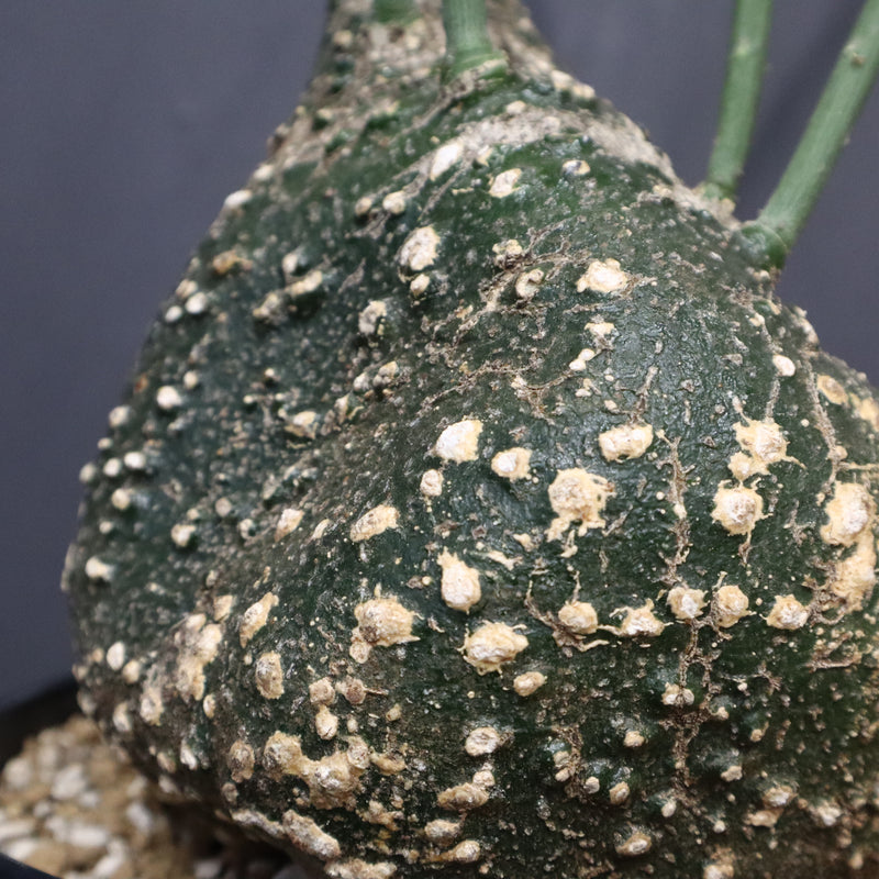 A.グロボーサ 10