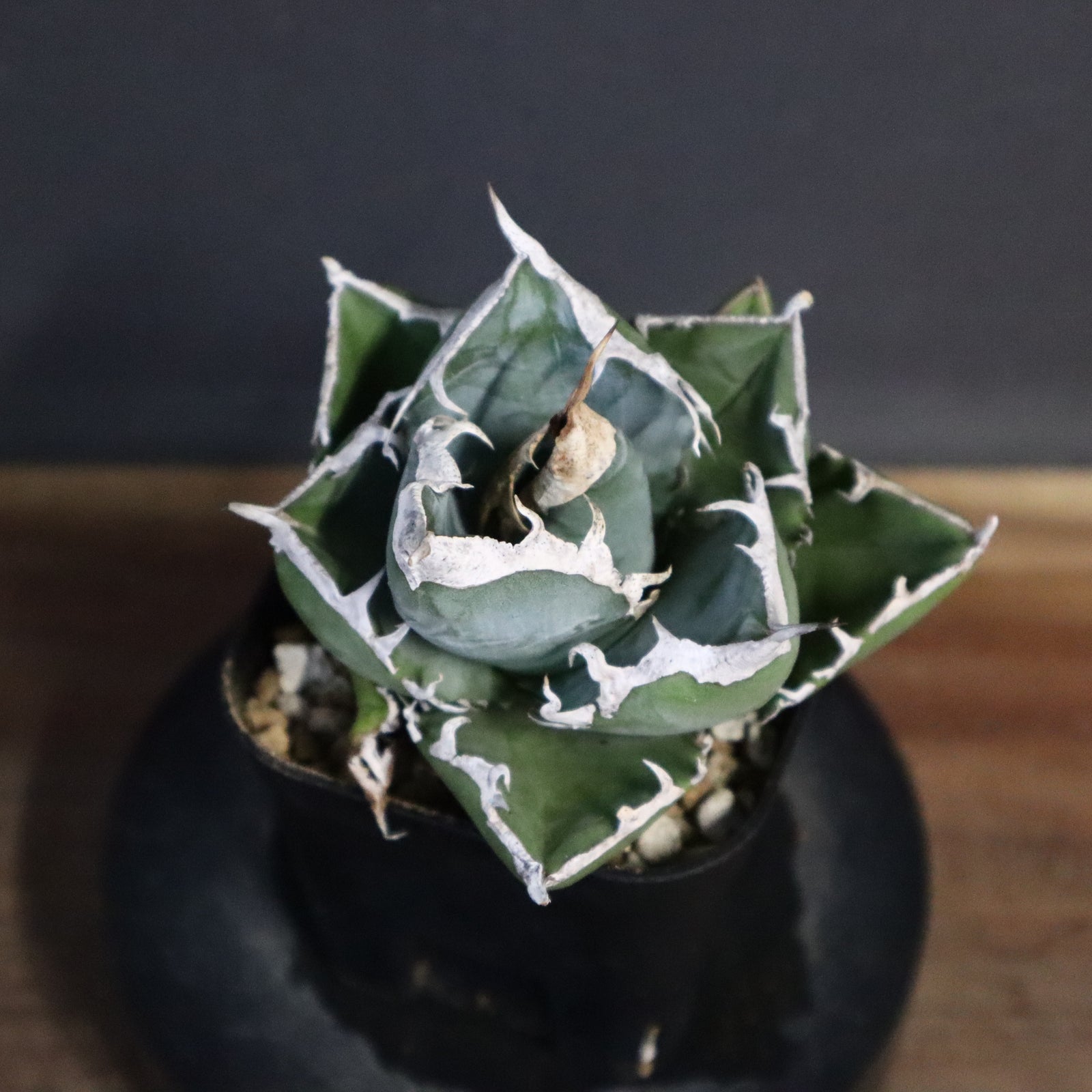 アガベ　SAD アガベ SAD EC763 – TaiShoDo ONLINE SHOP