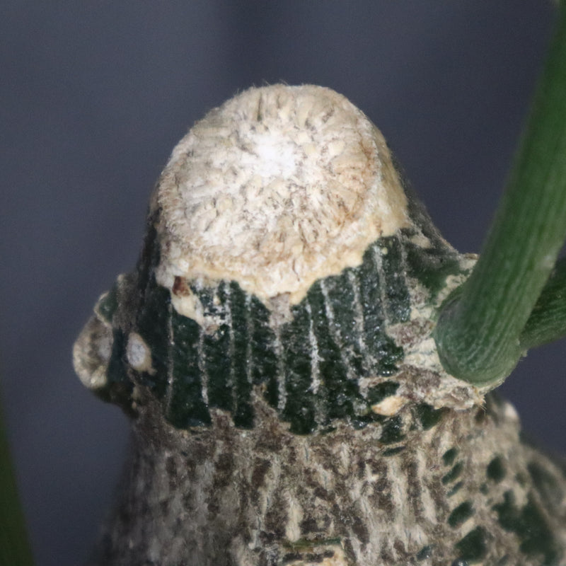 A.グロボーサ 10