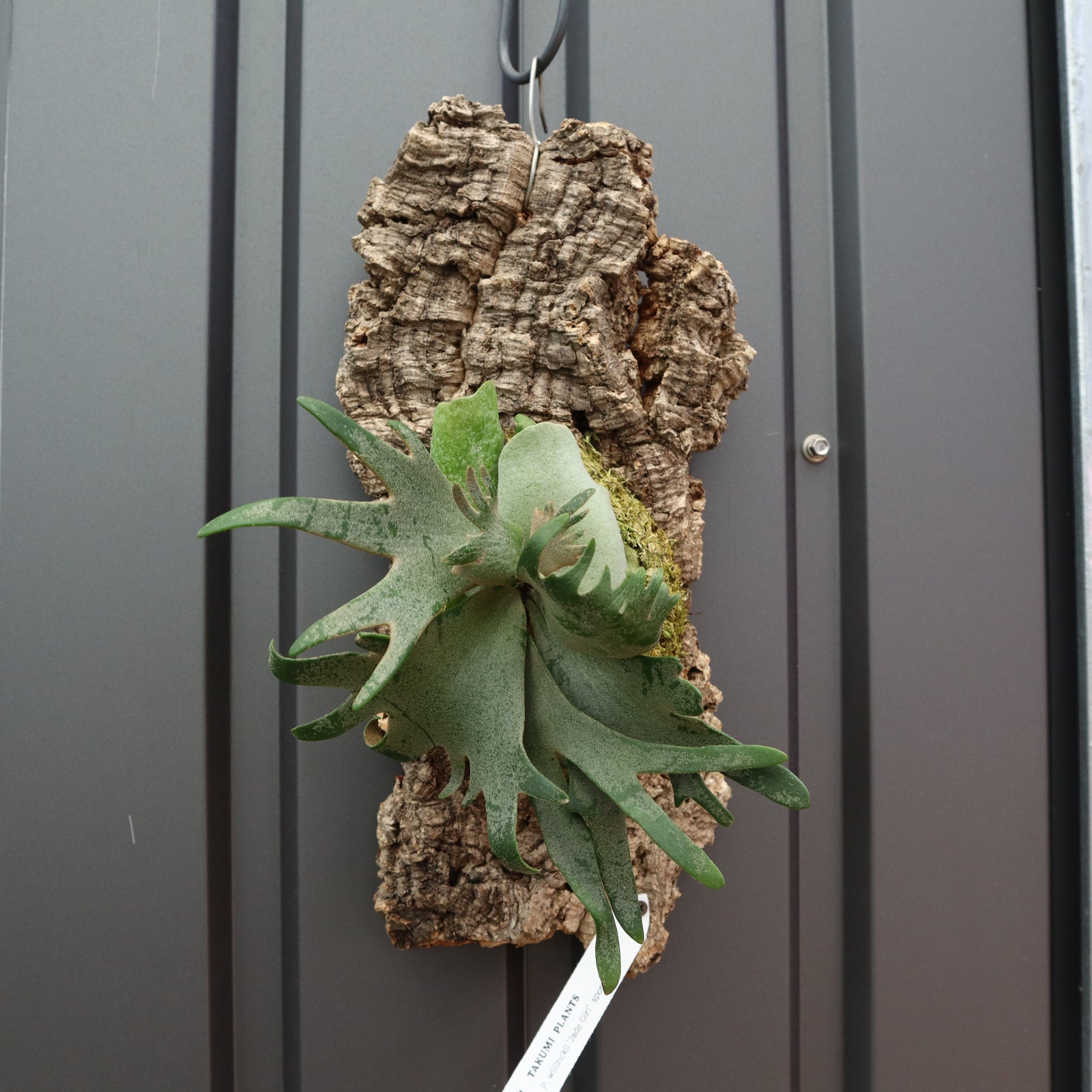 P. Willinckii Jade Girl ウィリンキー　ジェイドガール P.ウィリンキー ジェイドガール コルク 4 – TaiShoDo ONLINE SHOP