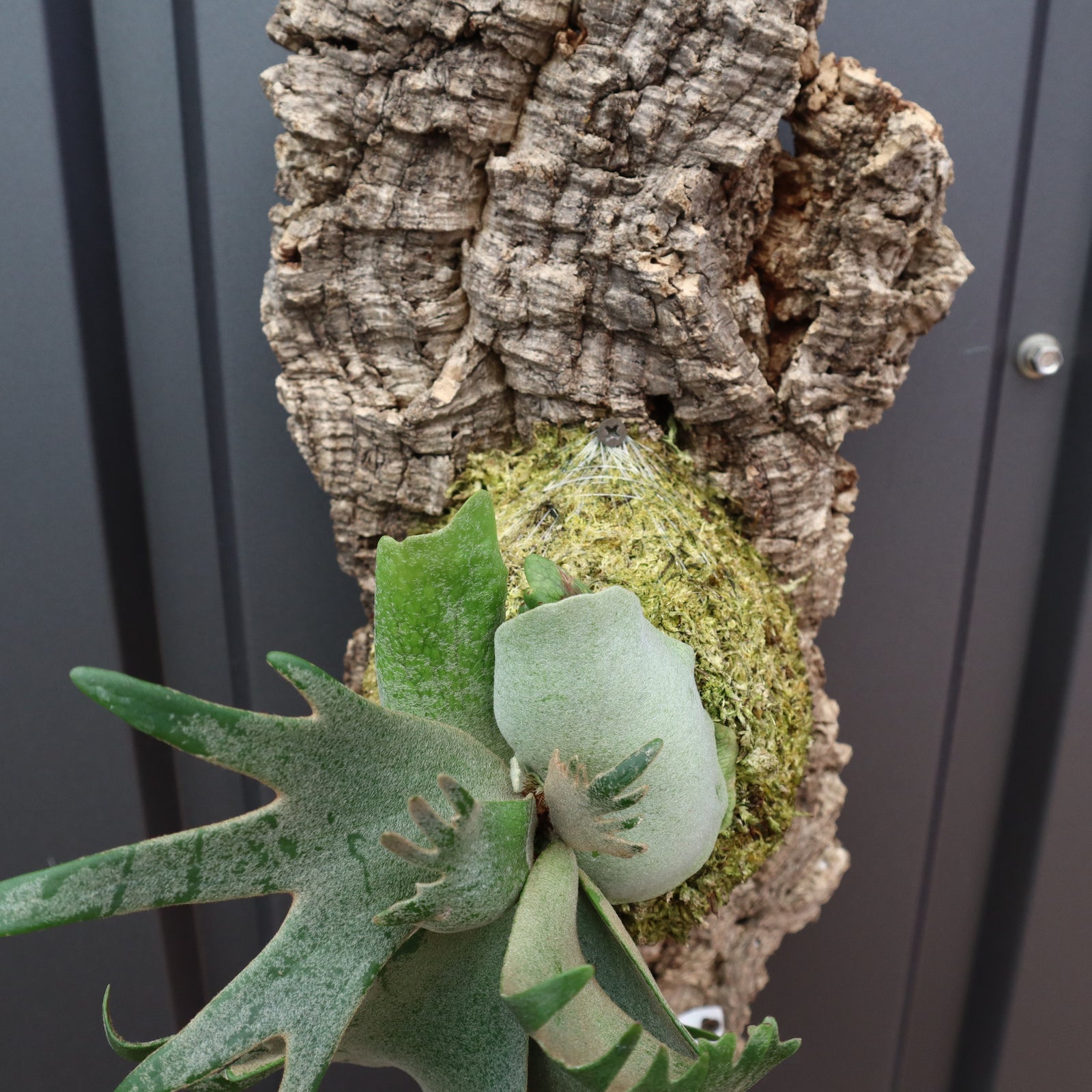 P.ウィリンキー ジェイドガール コルク 4 – TaiShoDo ONLINE SHOP