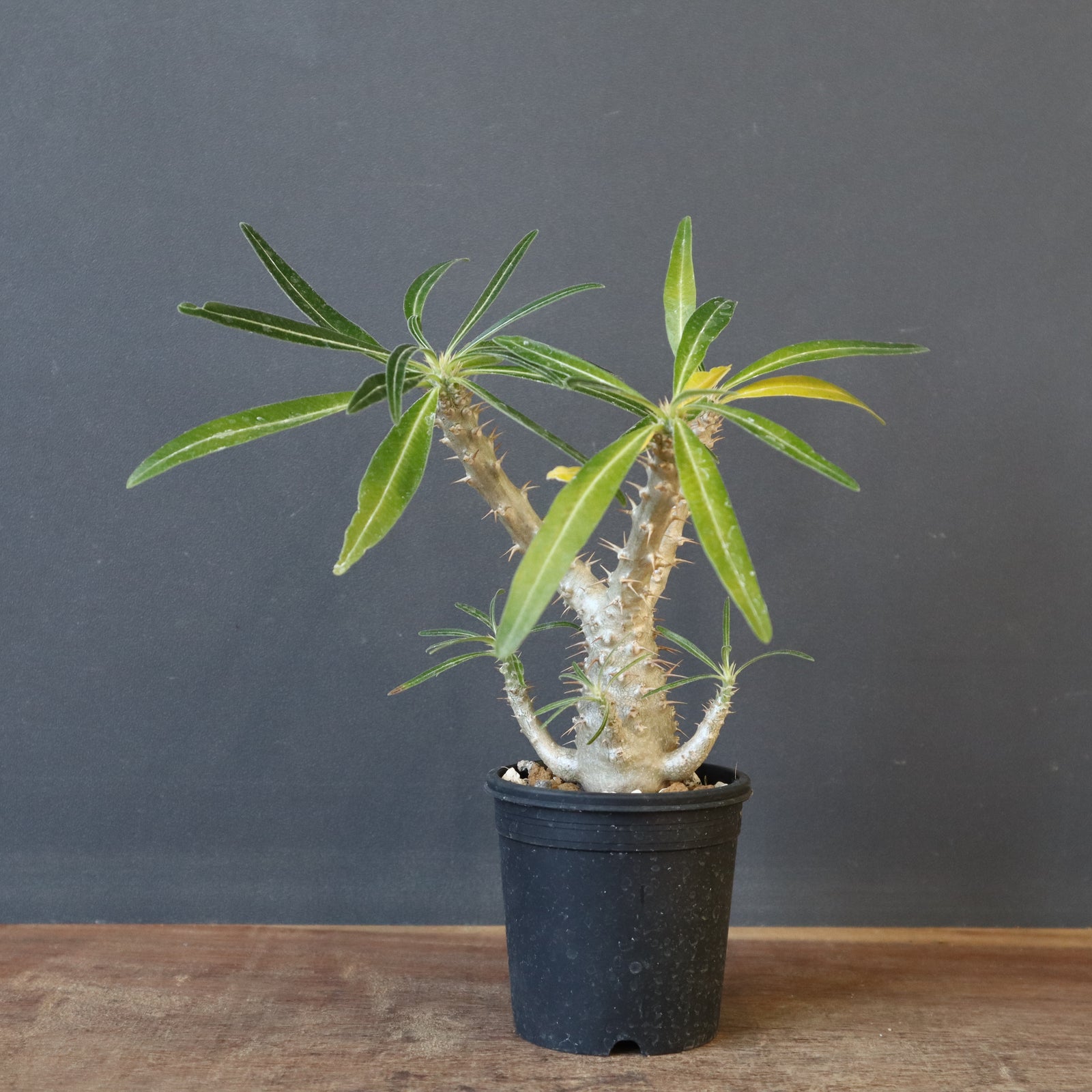 P.グラキリス（実生）449 – TaiShoDo ONLINE SHOP