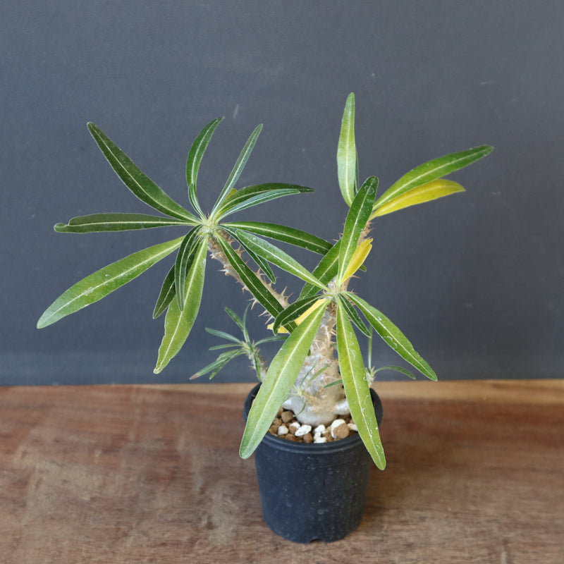 P.グラキリス（実生）449