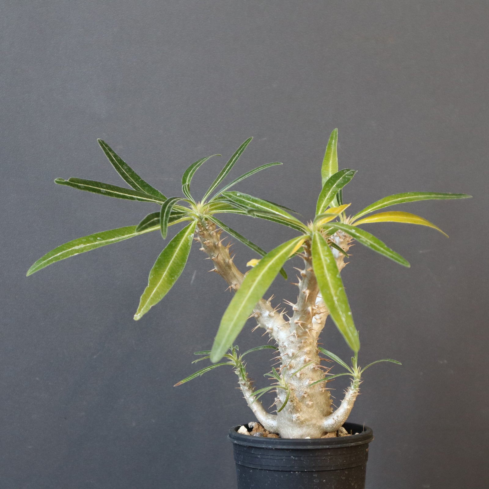 パキポディウムグラキリス　実生⑨ P.グラキリス（実生）449 – TaiShoDo ONLINE SHOP