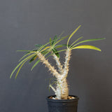 P.グラキリス（実生）449