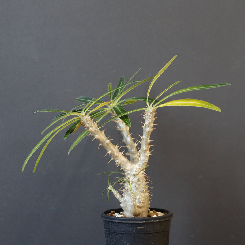 P.グラキリス（実生）449