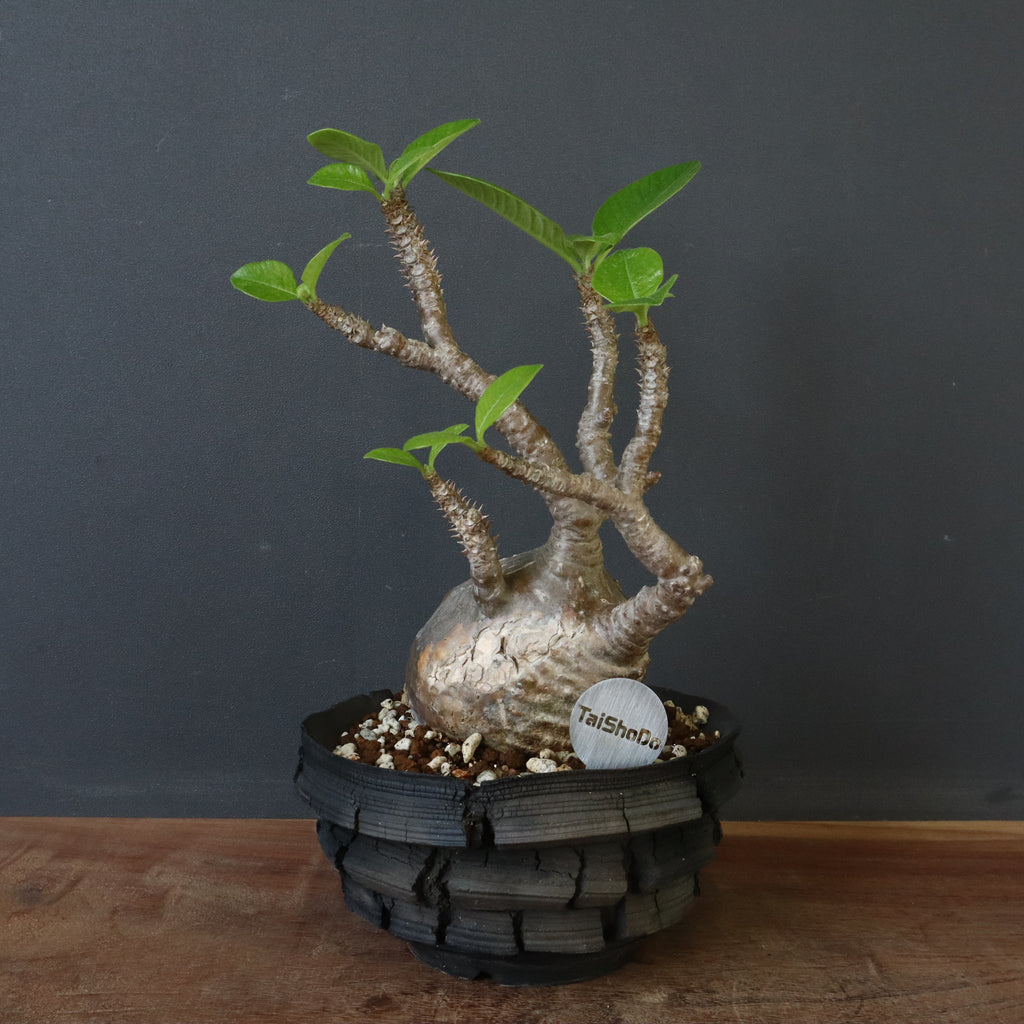 宮島將實陶器鉢】P.ウィンゾリー 14 – TaiShoDo ONLINE SHOP