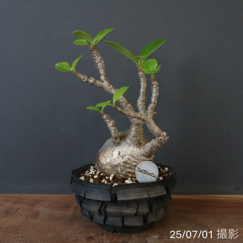宮島將實陶器鉢】P.ウィンゾリー 14 – TaiShoDo ONLINE SHOP
