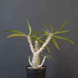 P.グラキリス（実生）449