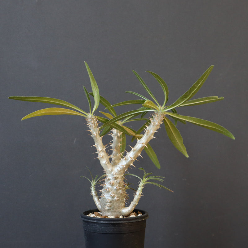 P.グラキリス（実生）449